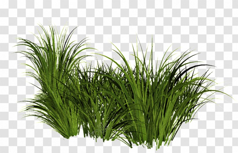 Clip Art Grasses Ornamental Grass Image - Watercolor Painting Transparent PNG