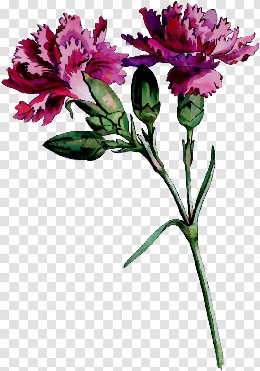 Cut Flowers Lily Of The Incas Floral Design Carnation - Pedicel Transparent PNG