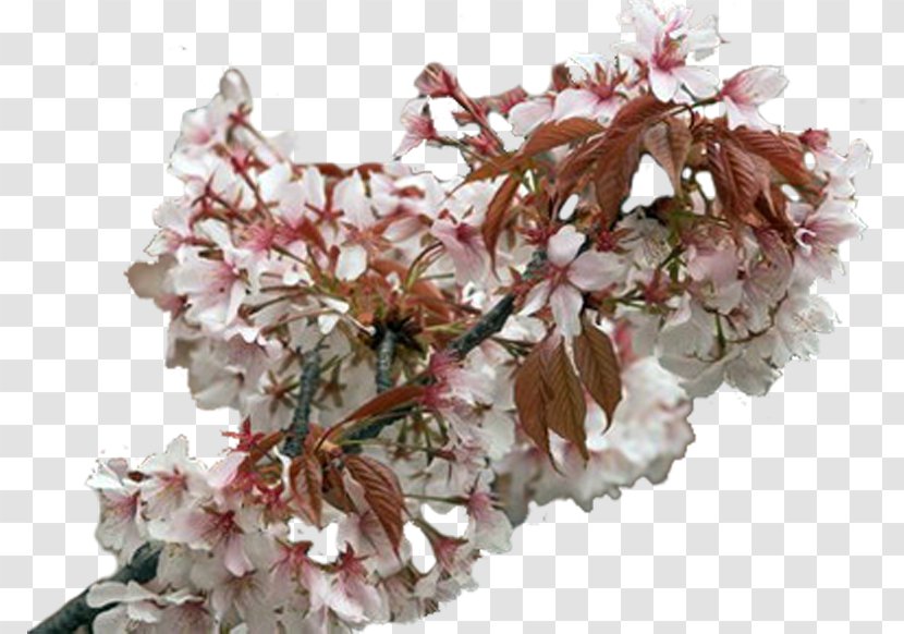 Cherry Blossom ST.AU.150 MIN.V.UNC.NR AD Cherries - Stau150 Minvuncnr Ad - Tree Flower Transparent PNG