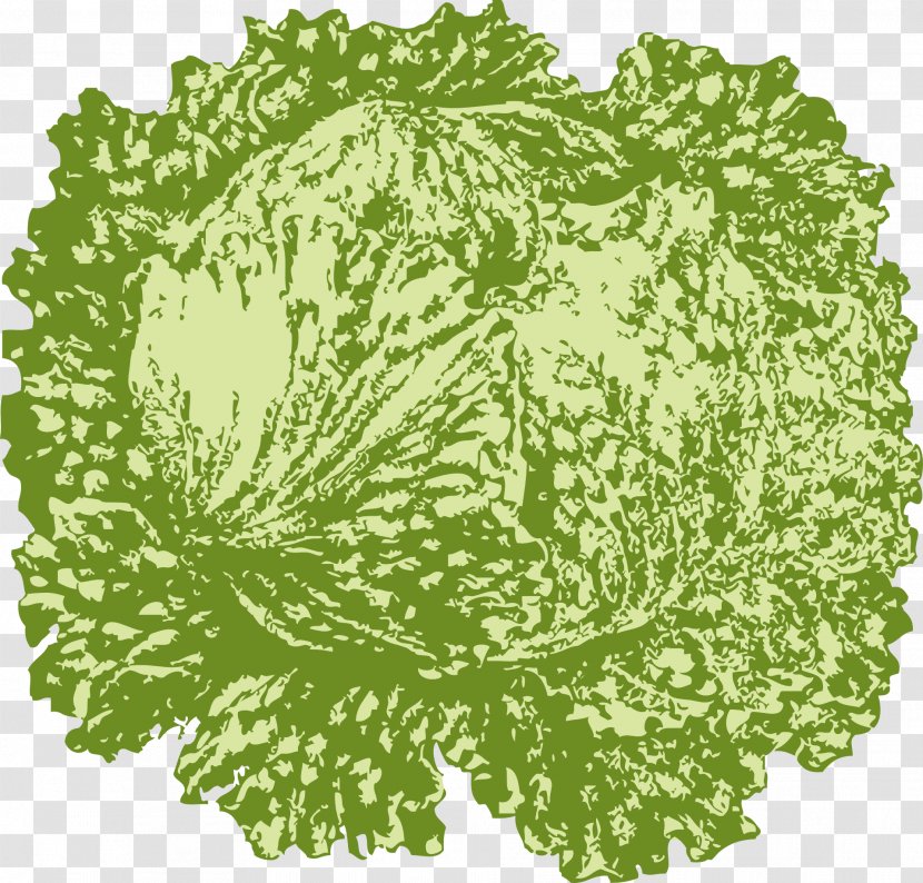 Iceberg Lettuce Vegetarian Cuisine Leaf Vegetable Clip Art - Cartoon - Green Cabbage Transparent PNG