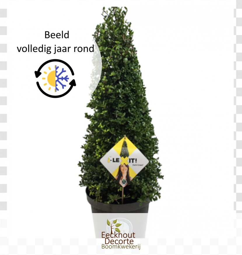 Japanese Holly Evergreen Topiary Broad-leaved Tree - Hedera Transparent PNG