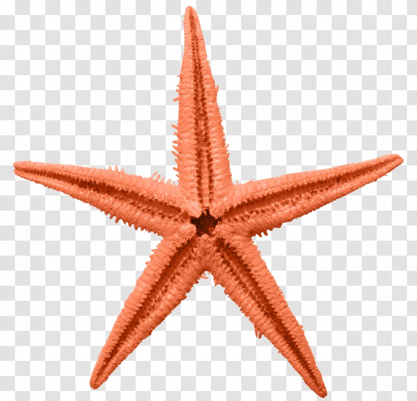 Common Starfish Linckia Laevigata Orange - Sea - Five-pointed Star Transparent PNG