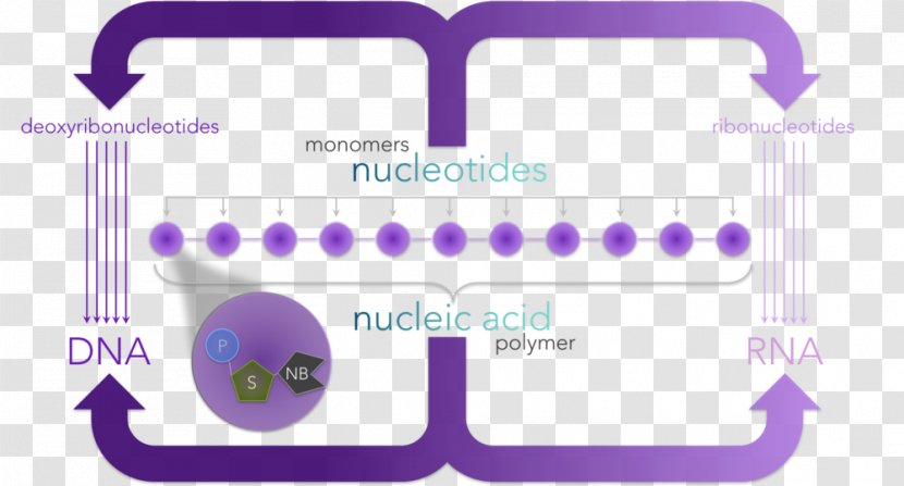 Deoxyribonucleotide Nitrogenous Base Nucleic Acid Adenine - Monomer - Brand Transparent PNG