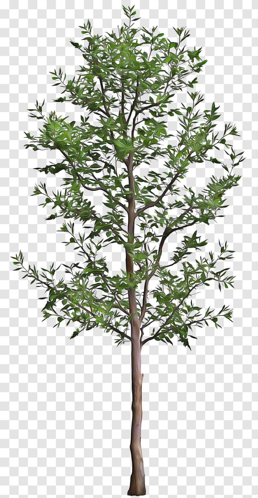 Tree Plant Flower Branch Woody - Leaf - Twig Transparent PNG