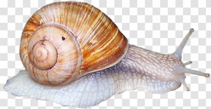 Sea Snail Slug Gastropods Schneckenkorn - Vegetable - Haus Transparent PNG