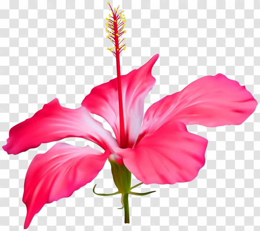 Shoeblackplant Floral Design Flower Petal Weighing Scale - Malvales - Hibiscus Transparent Clip Art Transparent PNG
