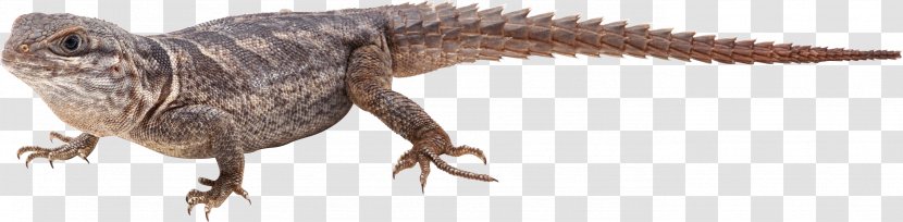 Lizard Reptile Chameleons - Wildlife Transparent PNG