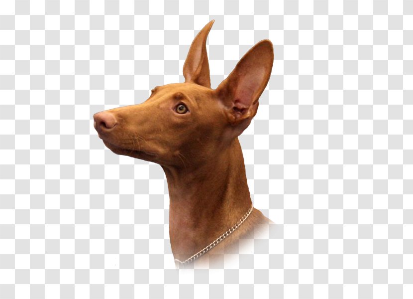 Dog Breed Pharaoh Hound Cirneco Dell'Etna Pig's Ear Pinscher - Daniel Loss Transparent PNG