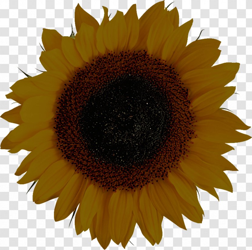 Sunflower - Seed - Asterales Petal Transparent PNG