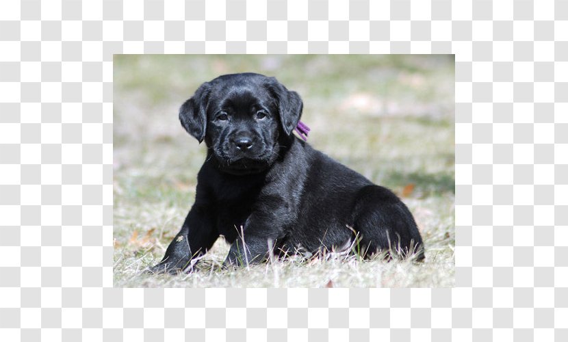 Labrador Retriever Flat-Coated Puppy Dog Breed Borador - Litter Transparent PNG