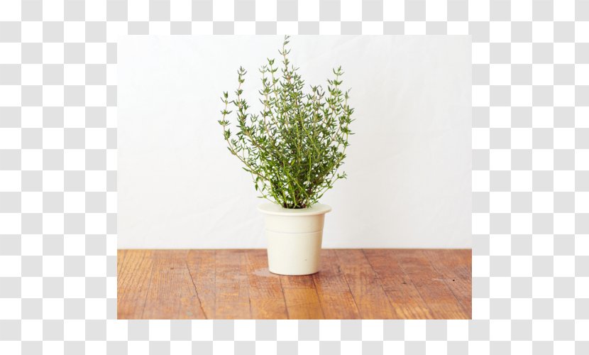 Lemon Thyme Herb Garden Caraway - Basil Transparent PNG