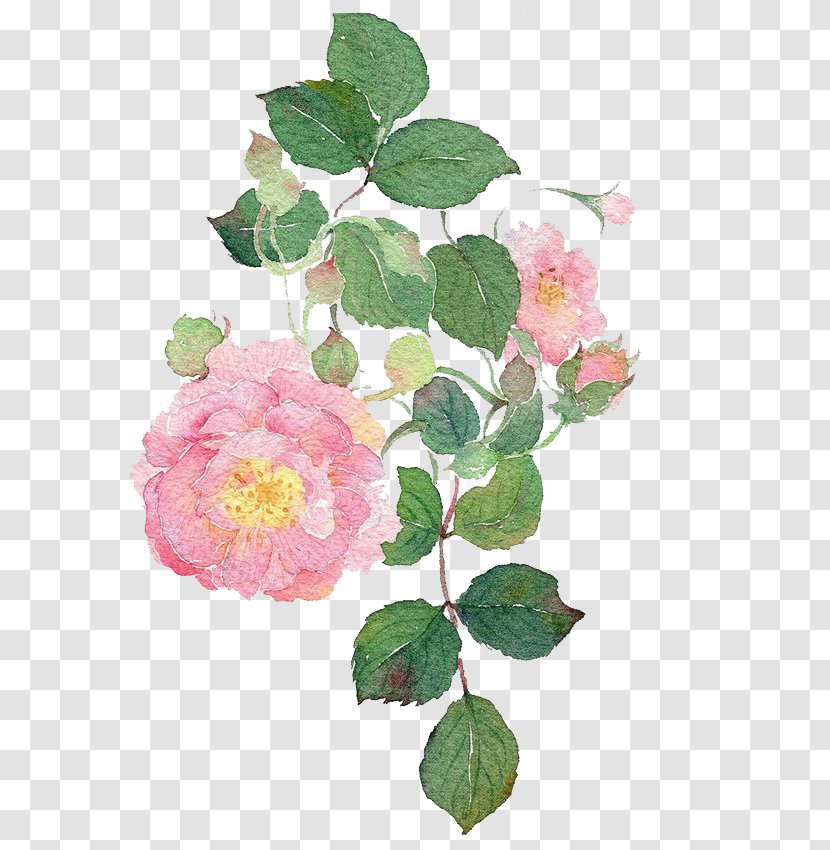 Garden Roses Watercolour Flowers Dog-rose Watercolor Painting - Flower Transparent PNG