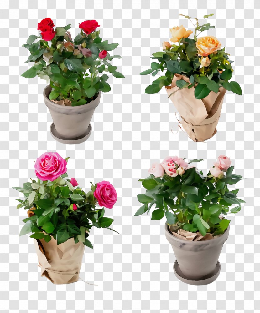 Garden Roses - Wet Ink - Japanese Camellia Rose Family Transparent PNG