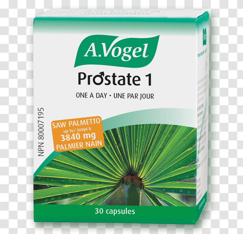 Benign Prostatic Hyperplasia Capsule Saw Palmetto Prostate Dietary Supplement - Urine - Tablet Transparent PNG