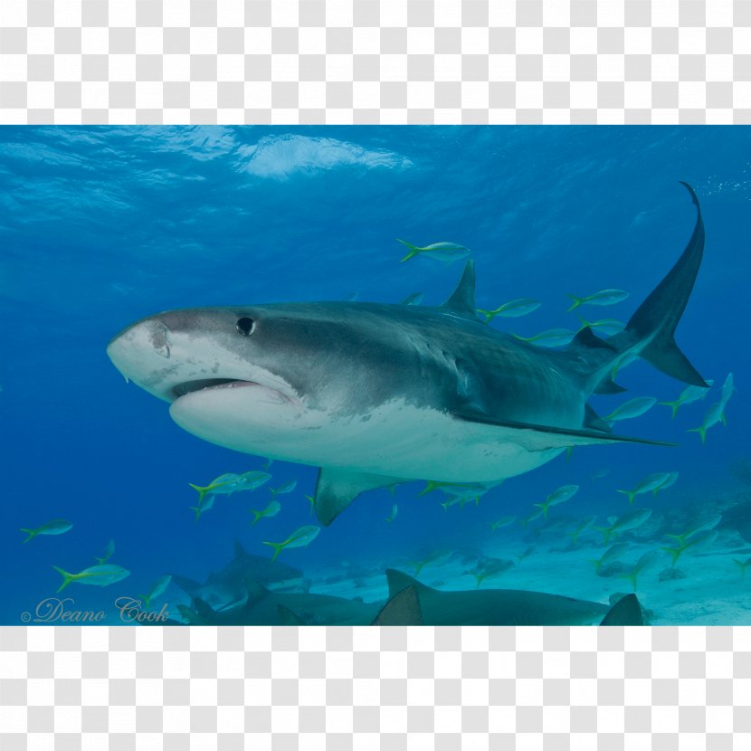 Tiger Shark Great White Requiem Sharks Transparent PNG