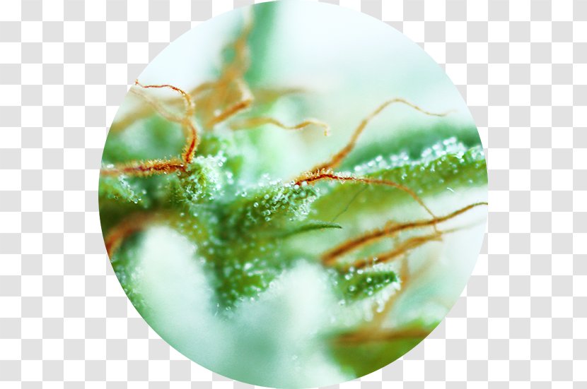 Cannabis Cup Sativa Ruderalis Autoflowering - Seeds Transparent PNG