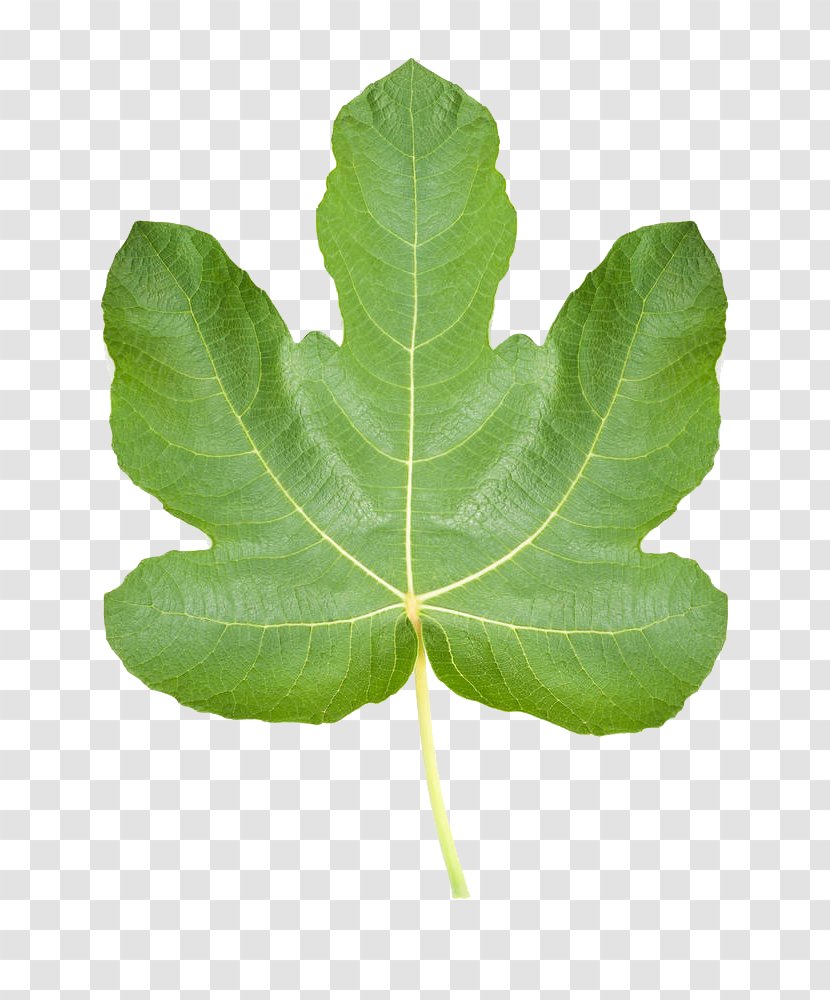 Common Fig Ficus Pumila Leaf Stock Photography - Realistic Leaves Transparent PNG