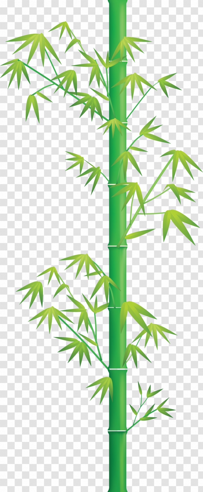 Bamboo Leaf Transparent PNG