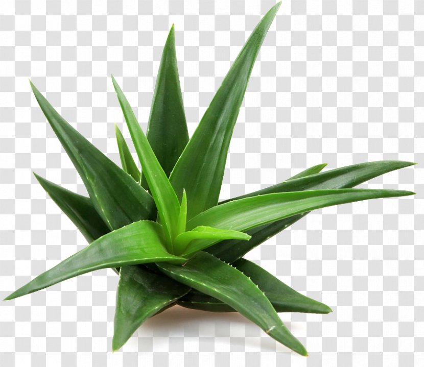Aloe Vera Succulent Plant Skin Care Transparent PNG