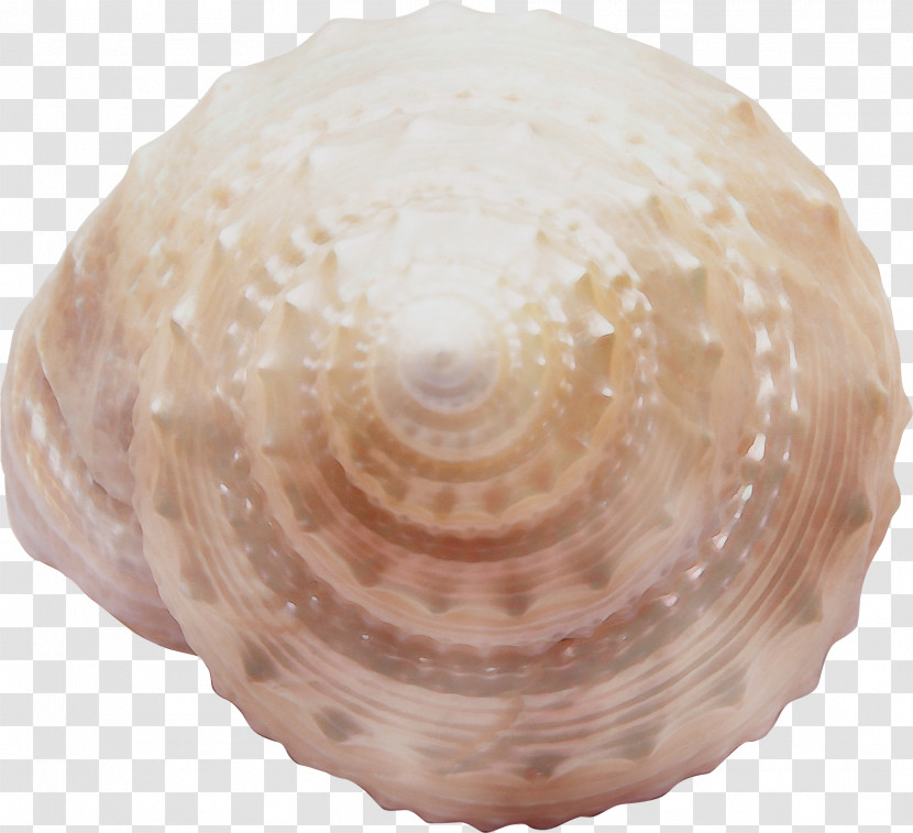 Shell Bivalve Cockle Clam Conch Transparent PNG