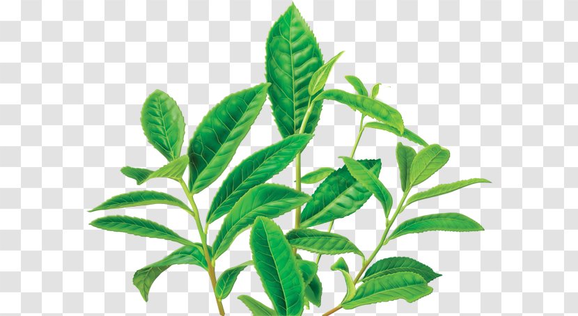 Green Tea Decaffeination Bag Wuyi - Chinese Bayberry Myricetin Organic Transparent PNG