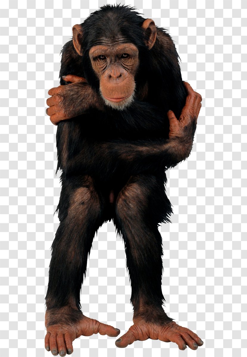 Common Chimpanzee Primate Vertebrate T-shirt Monkey - Ape - Tshirt Transparent PNG