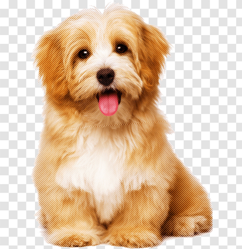 Dog Puppy Maltepoo Lhasa Apso Havanese Transparent PNG