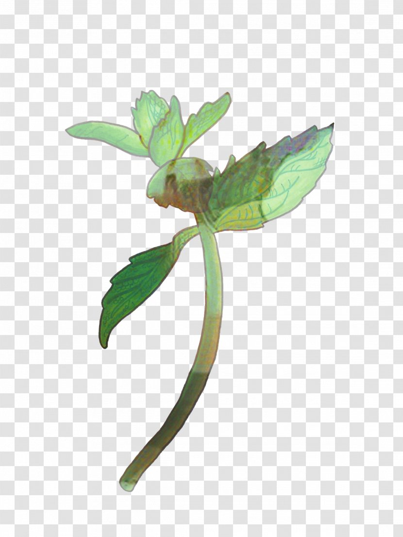 Mint Leaf - Herb - Eucalyptus Plant Transparent PNG