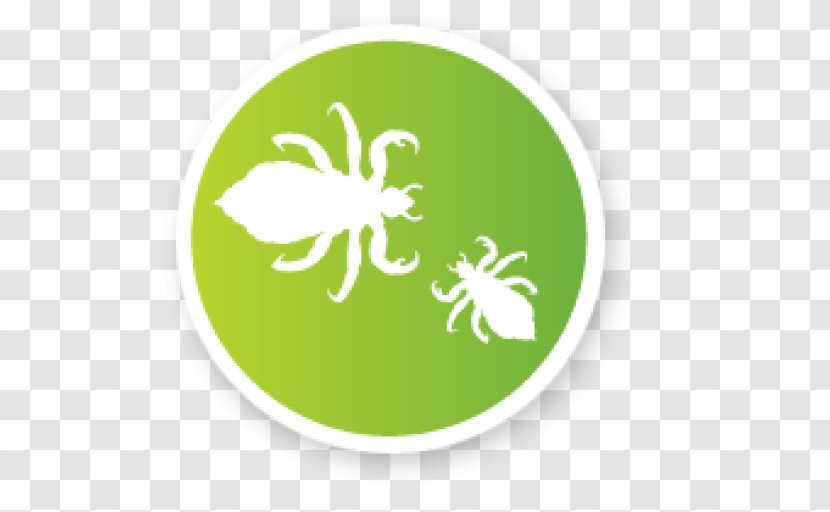 Head Louse Primate Body Lice Insect Logo - Invertebrate - Organism Transparent PNG