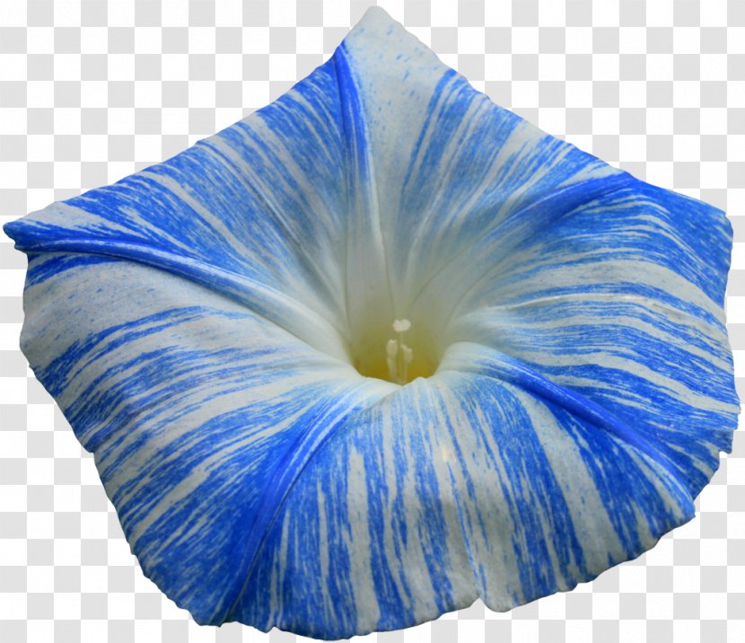 Morning Glory Flower Ipomoea Indica Purpurea Transparent PNG