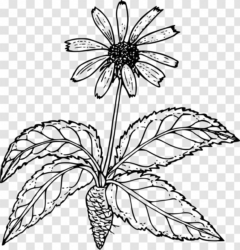 Drawing Wildflower - Plant - Flower Transparent PNG