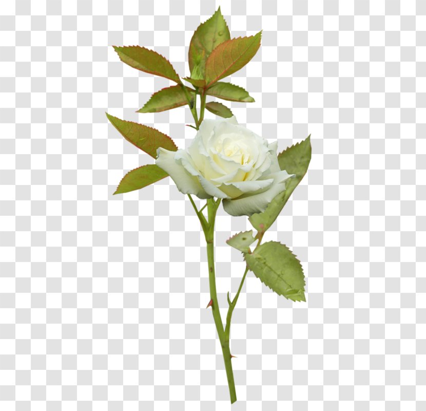 Garden Roses Cabbage Rose Flower - Rosa Alba Transparent PNG