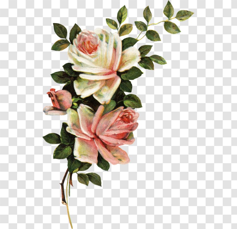 Garden Roses Floral Design Cut Flowers Flower Bouquet - Plant Stem Transparent PNG