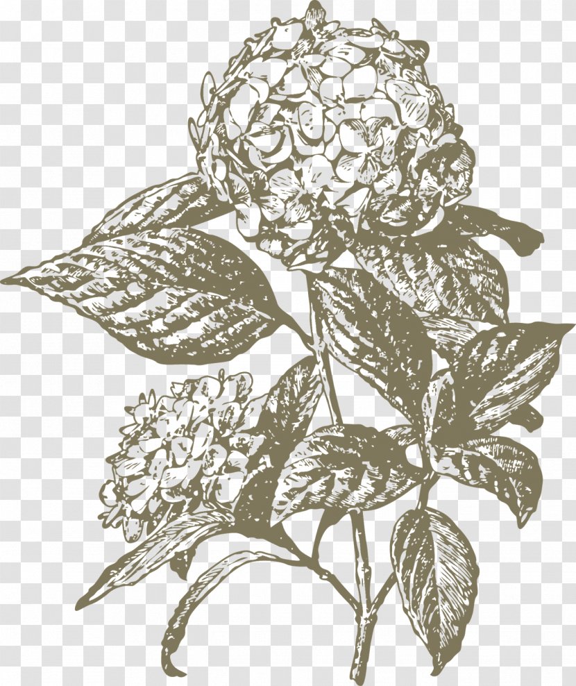 Flower Paper Drawing Designer - Plant - Hortensia Transparent PNG