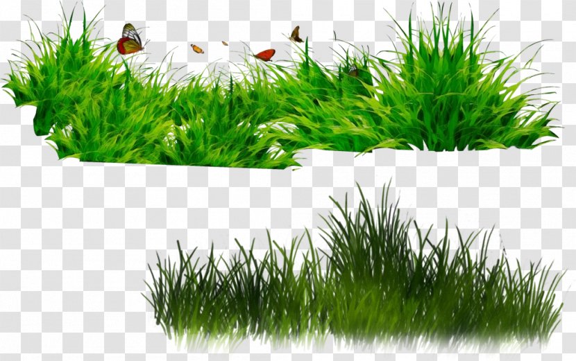 Grass Green Lawn Plant Family - Soil Wheatgrass Transparent PNG