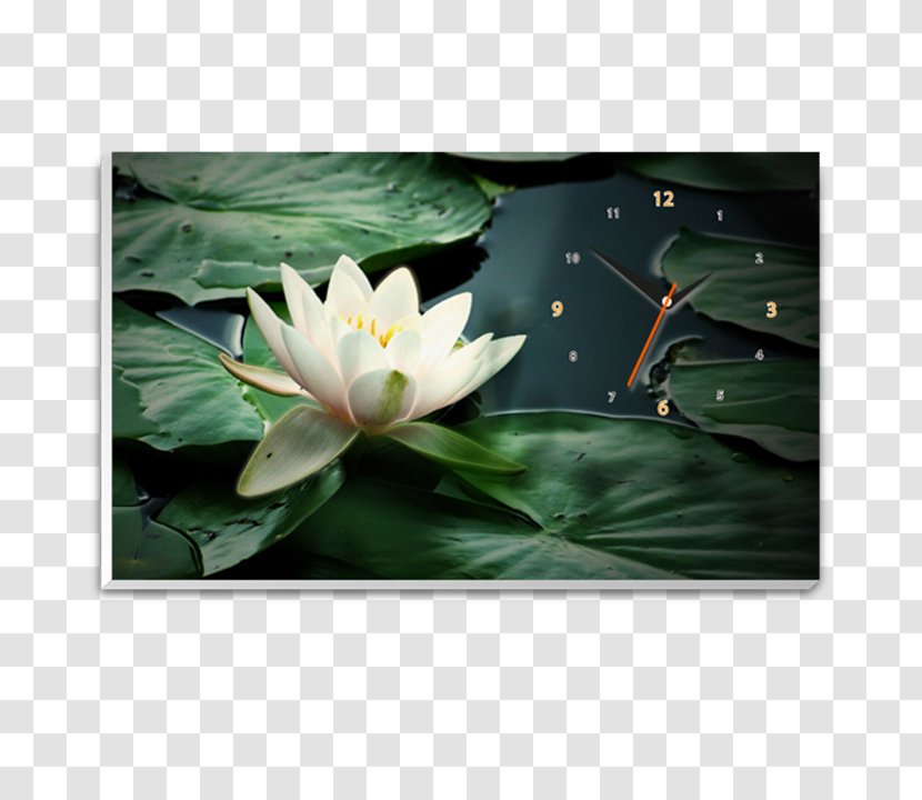 White Water-Lily Pond Sacred Lotus Nymphaea - Water Lily Transparent PNG