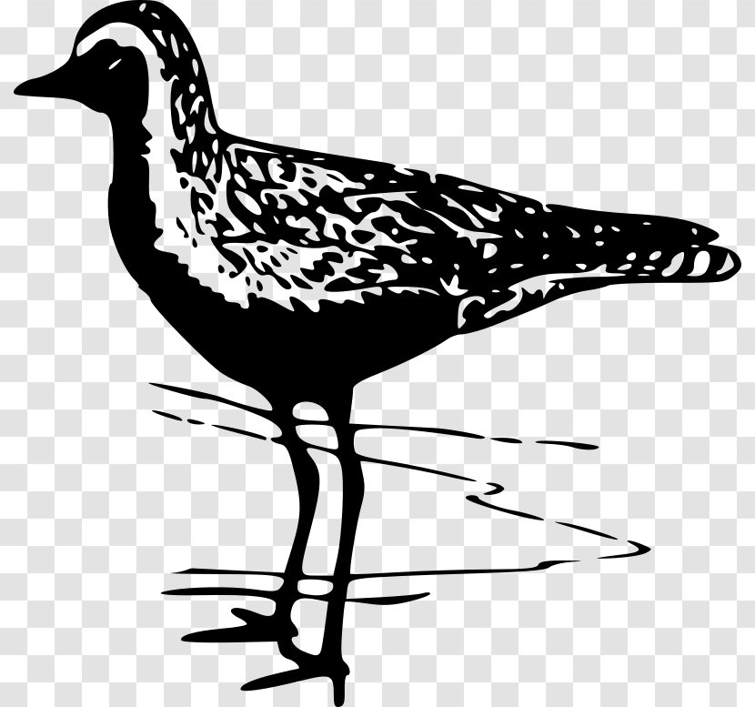 Bird Pacific Golden Plover American Clip Art - Beak Transparent PNG