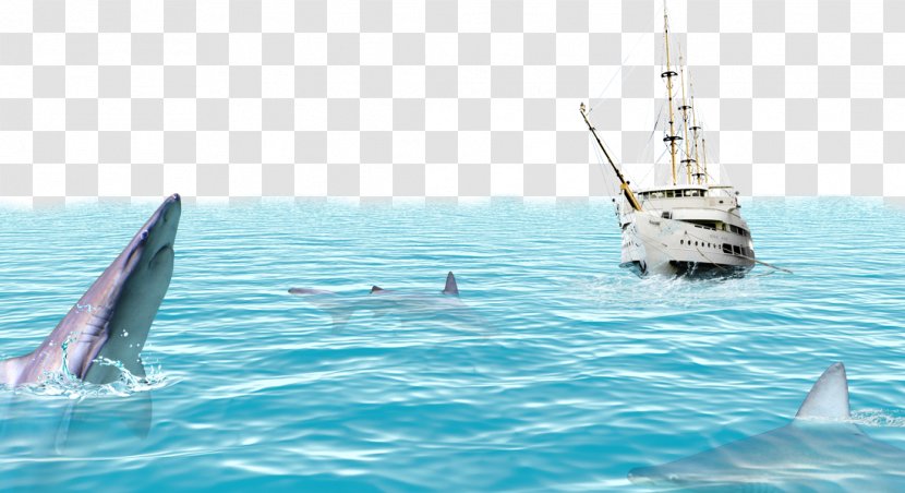 Poster Sea - Water - Dolphin Marine Vessels Background Material Transparent PNG