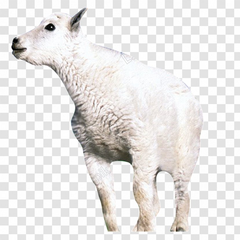 Sheep Image Goat Download - Mountain Transparent PNG