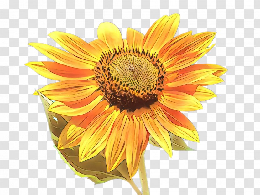 Flowers Background - Common Sunflower - Perennial Plant Blanket Transparent PNG