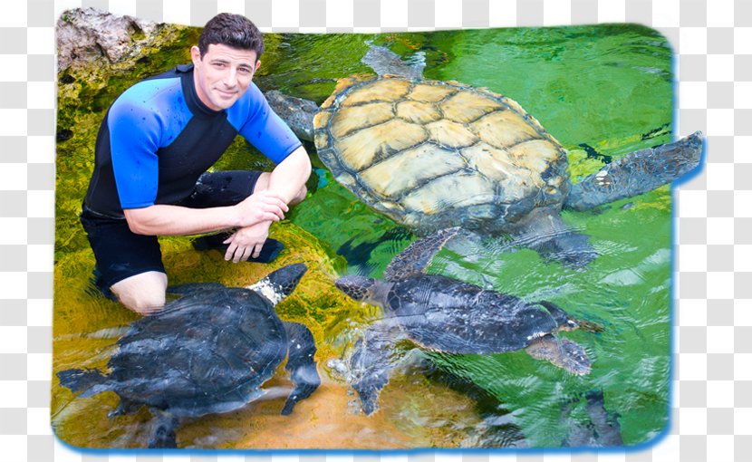Orlando SeaWorld Parks & Entertainment Tortoise NYSE:SEAS - Animal - Matthew 724 Transparent PNG