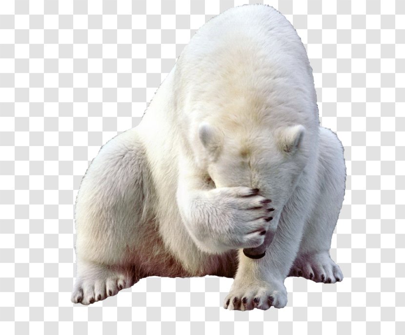 Polar Bear Giant Panda Brown - Mammal - White Transparent PNG