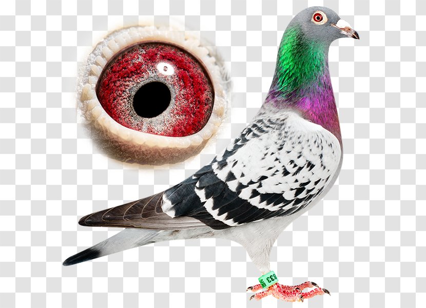 Homing Pigeon Racing Homer Ice Fancy Breed Transparent PNG