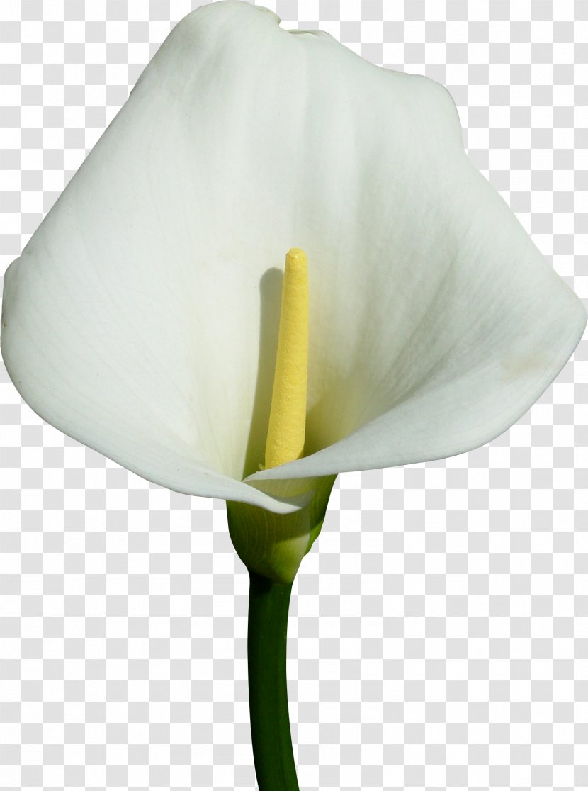 Flower Callalily Arum Lilies Raster Graphics Transparent PNG