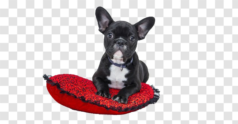 French Bulldog American Puppy Cat - Lying On The Pillow Transparent PNG