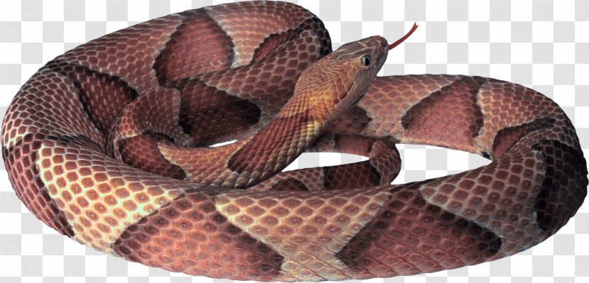 Snake Clip Art - Elapidae - Image Picture Download Free Transparent PNG