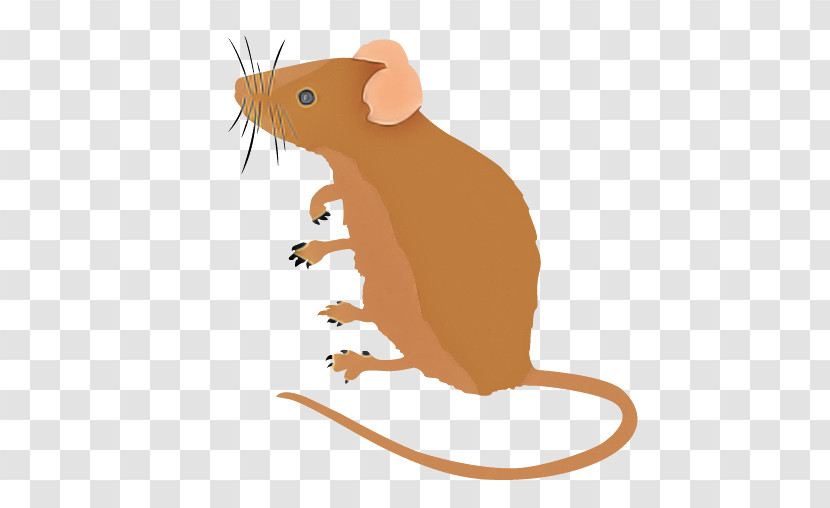 Rat Mouse Muridae Cartoon Pest Transparent PNG