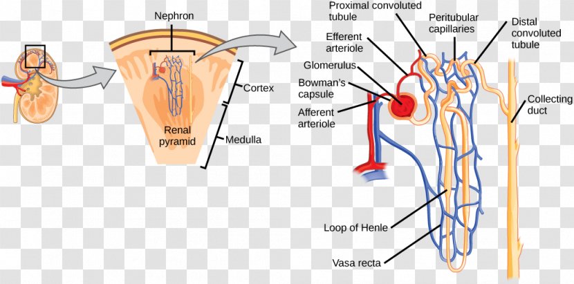 Nephron Kidney Glomerulus Renal Cortex Osmoregulation - Frame Transparent PNG