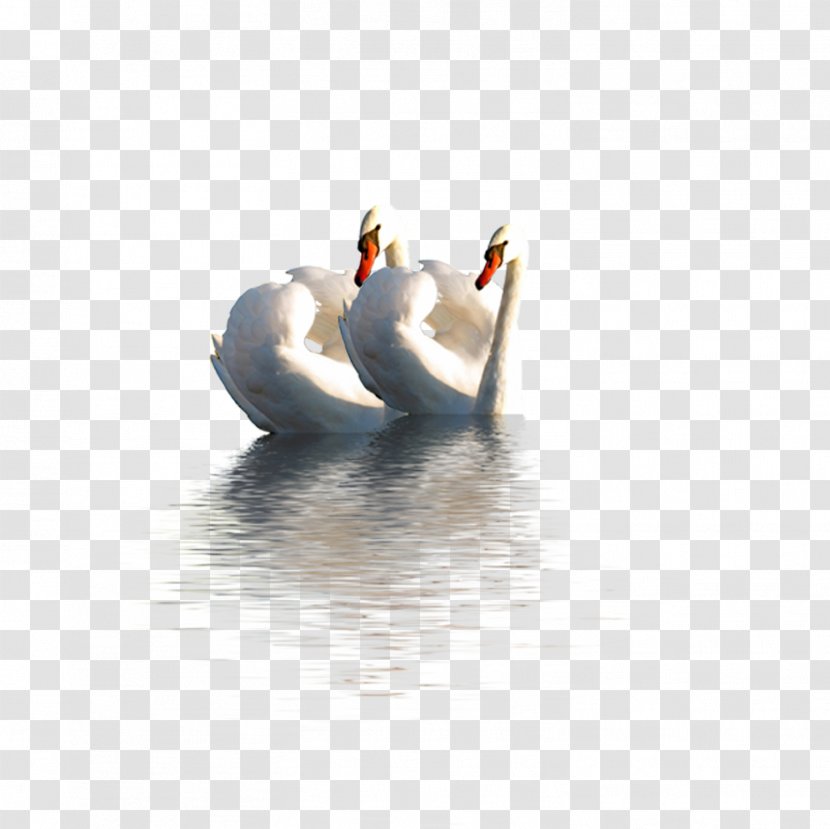 Duck Mute Swan Domestic Goose - Ganso - Two Swans Transparent PNG