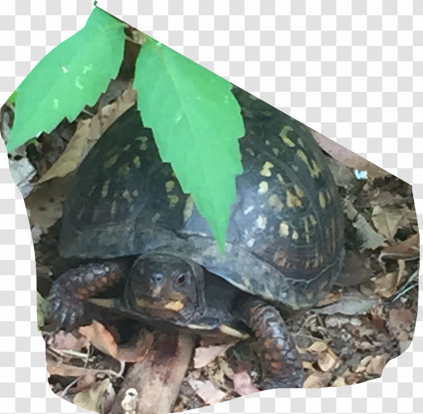 Box Turtles Common Snapping Turtle Tortoise Terrestrial Animal Transparent PNG